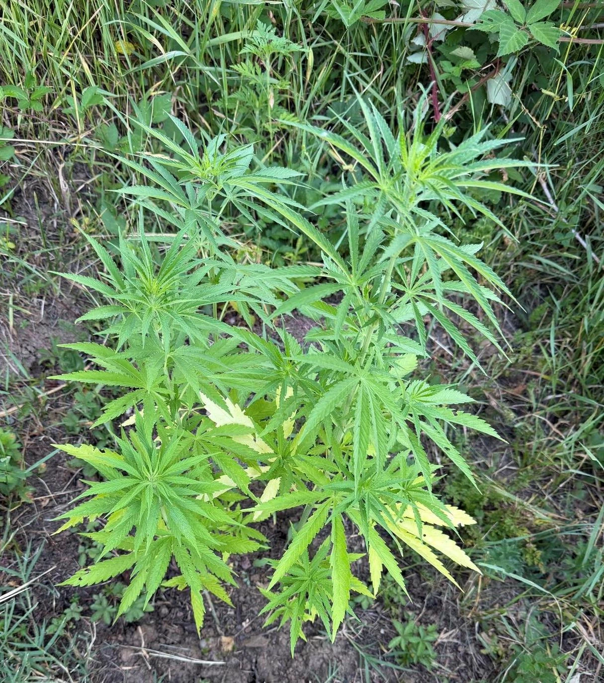 MUPTK