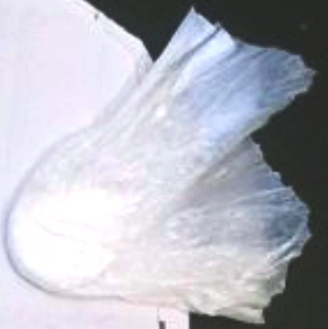 MUPTK
